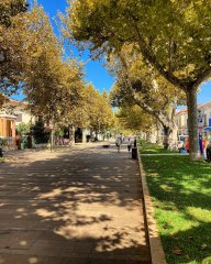 Viale alberato