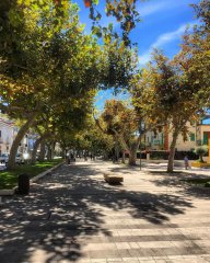 Viale alberato